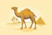 CAMEL 